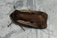 Ochropleura plecta