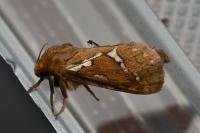 Korscheltellus lupulinus