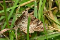 Alcis repandata