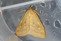 Sitochroa verticalis