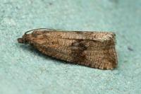 Celypha striana