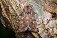Lacanobia oleracea