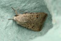Caradrina clavipalpis