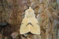 Spilarctia lutea