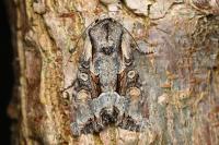Lacanobia w-latinum