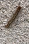 Lasiocampa quercus