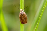Agonopterix irrorata
