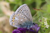 Polyommatus icarus