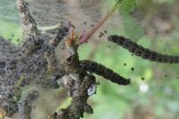 Yponomeuta padella