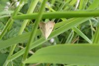 Rivula sericealis