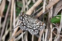 Chiasmia clathrata