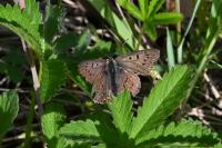 Lycaena tityrus