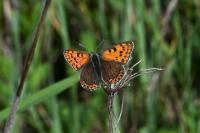 Lycaena tityrus