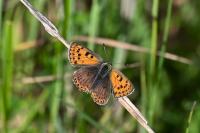 Lycaena tityrus