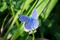 Polyommatus icarus