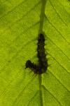 Polygonia c-album