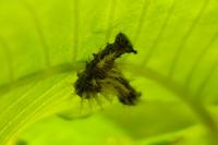 Polygonia c-album