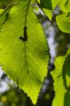 Polygonia c-album