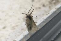 Spilosoma lubricipeda