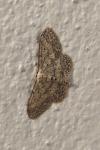Idaea seriata