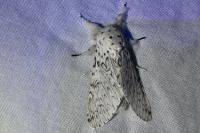Cerura erminea
