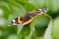 Vanessa atalanta