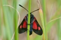 Zygaena trifolii