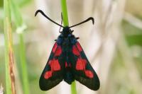 Zygaena trifolii