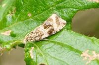 Celypha lacunana
