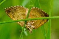 Camptogramma bilineata