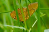 Camptogramma bilineata