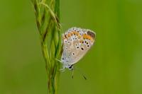 Aricia agestis