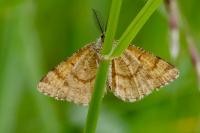 Ematurga atomaria