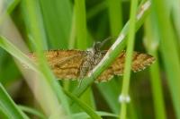 Ematurga atomaria