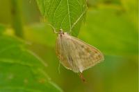Sitochroa verticalis