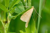 Sitochroa verticalis