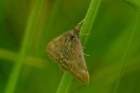 Pyrausta despicata