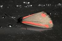 Tyria jacobaeae