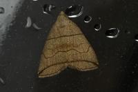 Herminia grisealis