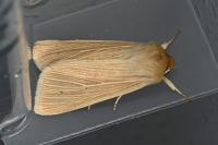 Mythimna pallens
