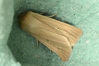 Mythimna pallens