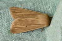 Mythimna pallens