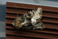 Oligia