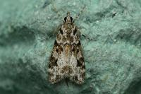 Eudonia delunella