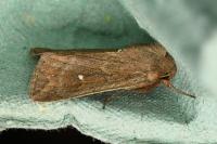 Mythimna albipuncta