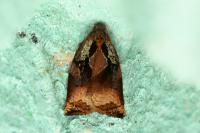 Archips podana