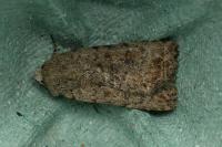 Caradrina clavipalpis