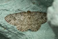 Ectropis crepuscularia