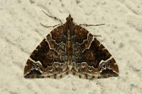 Eulithis prunata