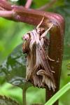 Actinotia polyodon